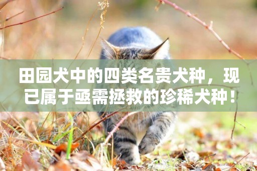 田園犬中的四類名貴犬種，現已屬于亟需拯救的珍稀犬種！