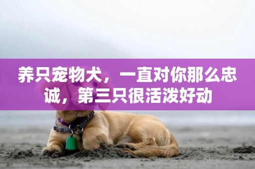 養只寵物犬，一直對你那么忠誠，第三只很活潑好動