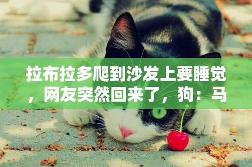 拉布拉多爬到沙發上要睡覺，網友突然回來了，狗：馬上消失