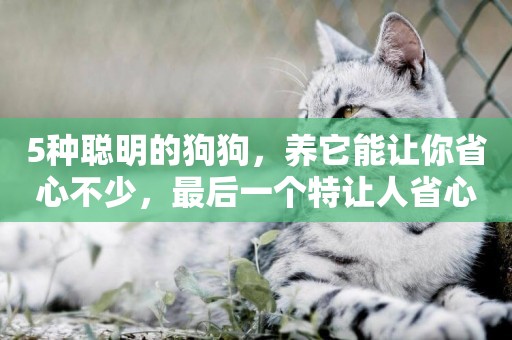 5種聰明的狗狗，養它能讓你省心不少，最后一個特讓人省心