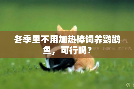 冬季里不用加熱棒飼養鸚鵡魚，可行嗎？