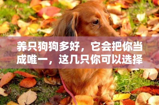 養只狗狗多好，它會把你當成唯一，這幾只你可以選擇一種