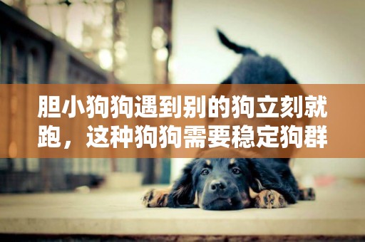 膽小狗狗遇到別的狗立刻就跑，這種狗狗需要穩定狗群進行訓練！