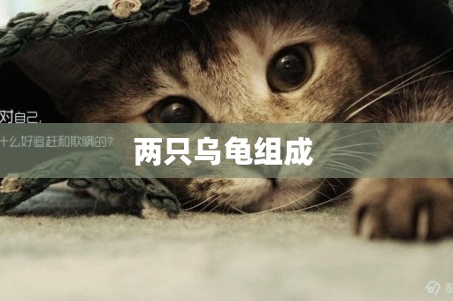 兩只烏龜組成 