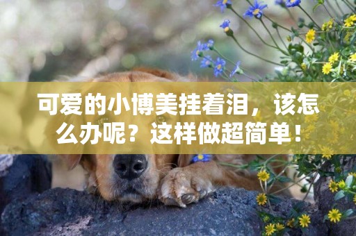 可愛的小博美掛著淚，該怎么辦呢？這樣做超簡單！