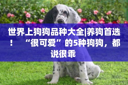 世界上狗狗品種大全|養狗首選！  “很可愛”的5種狗狗，都說很乖 