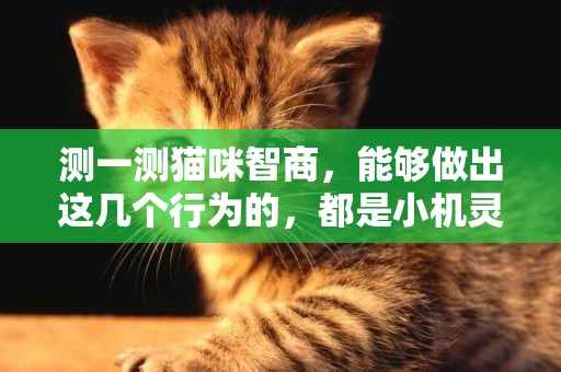 測一測貓咪智商，能夠做出這幾個行為的，都是小機靈鬼