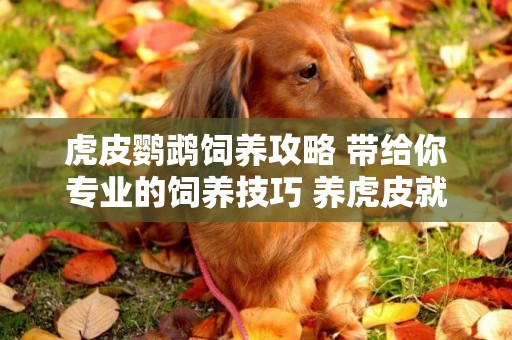 虎皮鸚鵡飼養攻略 帶給你專業的飼養技巧 養虎皮就是這么簡單