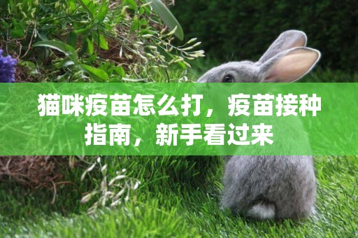 貓咪疫苗怎么打，疫苗接種指南，新手看過來