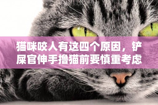 貓咪咬人有這四個原因，鏟屎官伸手擼貓前要慎重考慮時機是否合適