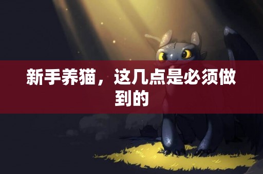 新手養貓，這幾點是必須做到的