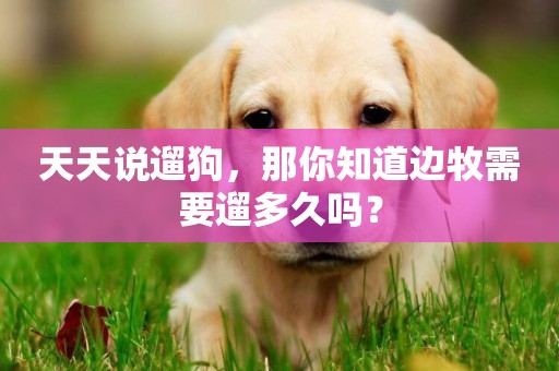天天說遛狗，那你知道邊牧需要遛多久嗎？