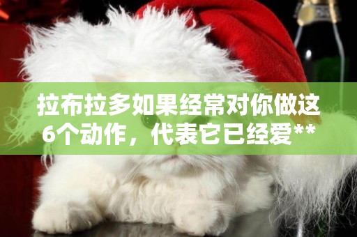 拉布拉多如果經常對你做這6個動作，代表它已經愛***了！
