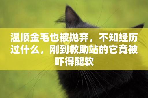 溫順金毛也被拋棄，不知經歷過什么，剛到救助站的它竟被嚇得腿軟