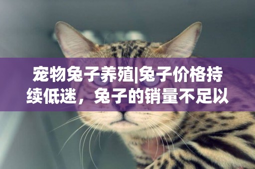 寵物兔子養殖|兔子價格持續低迷，兔子的銷量不足以養活成本。 農民應該怎么辦？ 