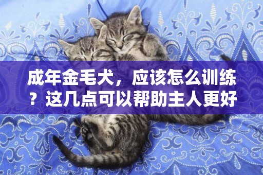 成年金毛犬，應該怎么訓練？這幾點可以幫助主人更好地馴服它