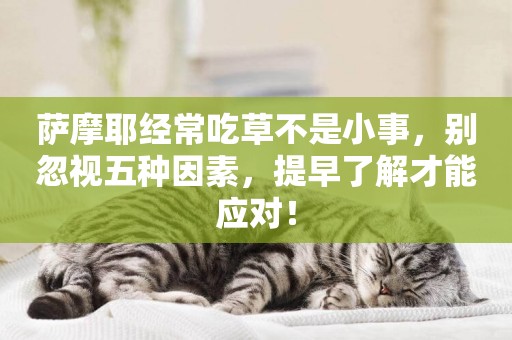 薩摩耶經常吃草不是小事，別忽視五種因素，提早了解才能應對！