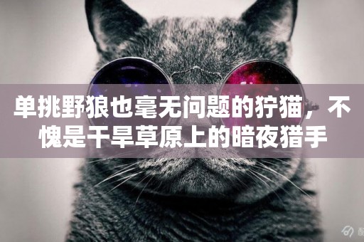單挑野狼也毫無問題的獰貓，不愧是干旱草原上的暗夜獵手