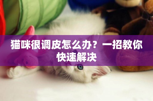 貓咪很調皮怎么辦？一招教你快速解決