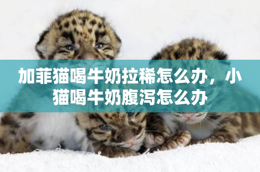 加菲貓喝牛奶拉稀怎么辦，小貓喝牛奶腹瀉怎么辦