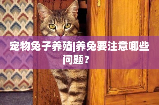 寵物兔子養殖|養兔要注意哪些問題？ 