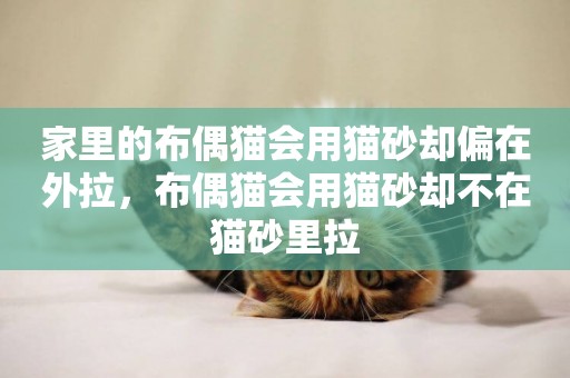 家里的布偶貓會用貓砂卻偏在外拉，布偶貓會用貓砂卻不在貓砂里拉