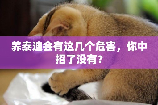 養泰迪會有這幾個危害，你中招了沒有？