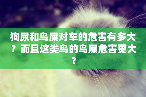 狗尿和鳥屎對車的危害有多大？而且這類鳥的鳥屎危害更大？