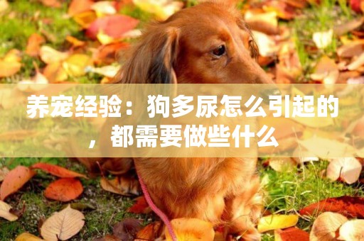 養寵經驗：狗多尿怎么引起的，都需要做些什么