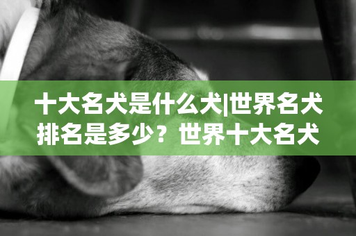 十大名犬是什么犬|世界名犬排名是多少？世界十大名犬 