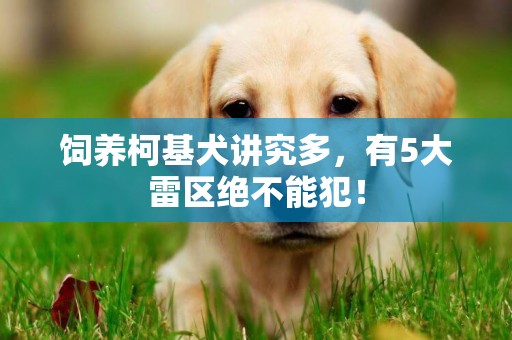 飼養柯基犬講究多，有5大雷區絕不能犯！