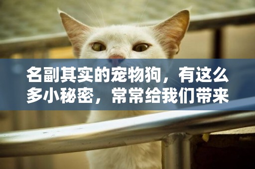 名副其實的寵物狗，有這么多小秘密，常常給我們帶來歡樂