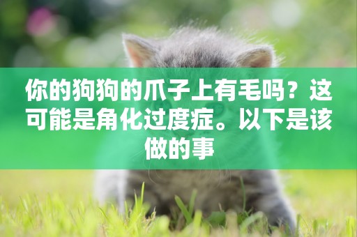 你的狗狗的爪子上有毛嗎？這可能是角化過度癥。以下是該做的事