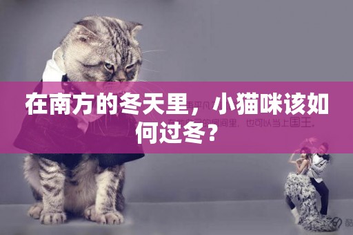 在南方的冬天里，小貓咪該如何過冬？