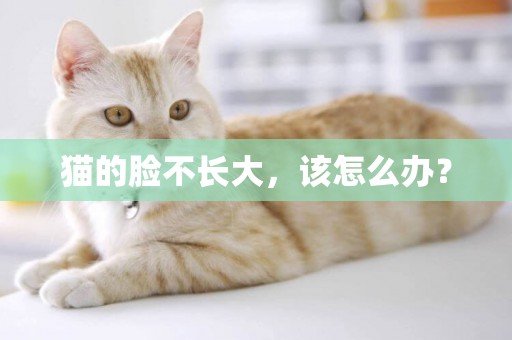 貓的臉不長大，該怎么辦？