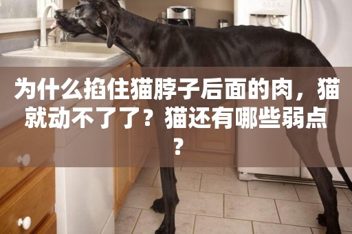 為什么掐住貓脖子后面的肉，貓就動不了了？貓還有哪些弱點？