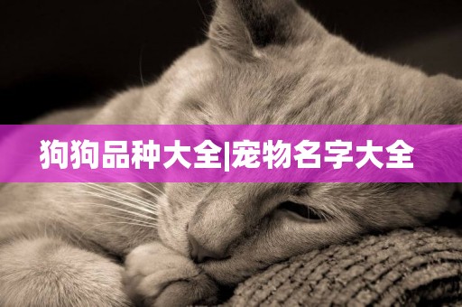 狗狗品種大全|寵物名字大全 
