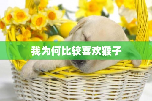 我為何比較喜歡猴子