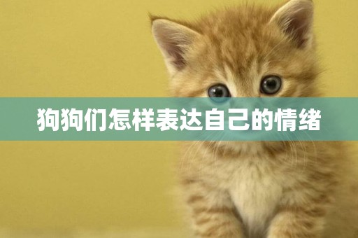 狗狗們怎樣表達自己的情緒