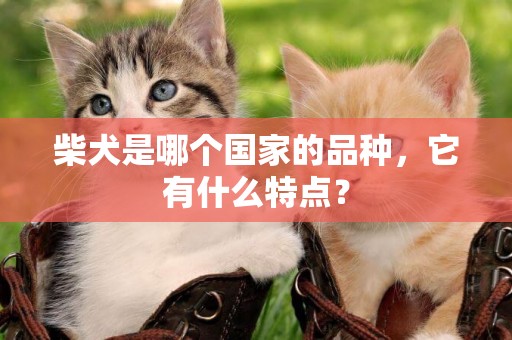 柴犬是哪個國家的品種，它有什么特點？