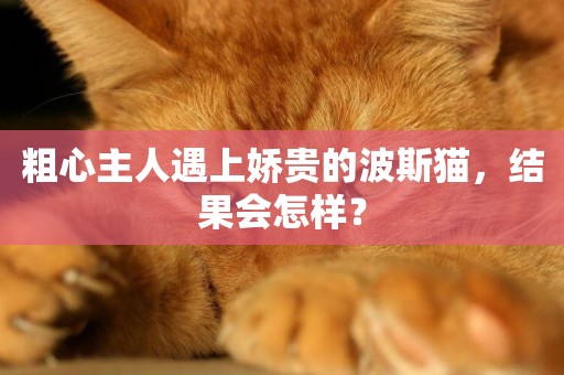 粗心主人遇上嬌貴的波斯貓，結果會怎樣？