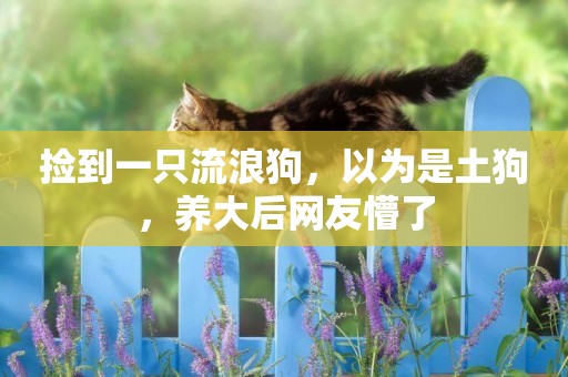 撿到一只流浪狗，以為是土狗，養大后網友懵了