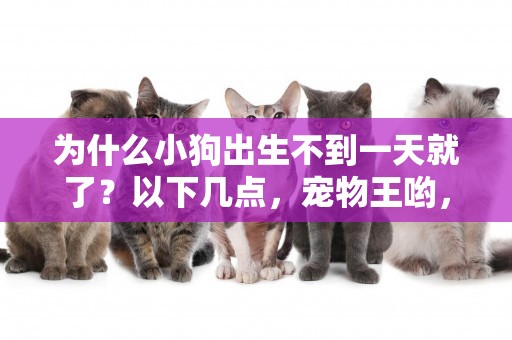 為什么小狗出生不到一天就了？以下幾點，寵物王喲，小心