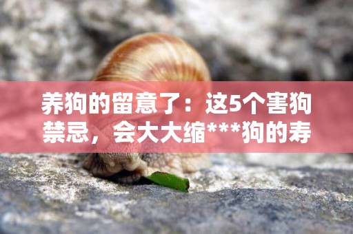 養狗的留意了：這5個害狗禁忌，會大大縮***狗的壽命！