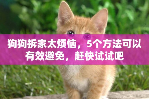 狗狗拆家太煩惱，5個方法可以有效避免，趕快試試吧
