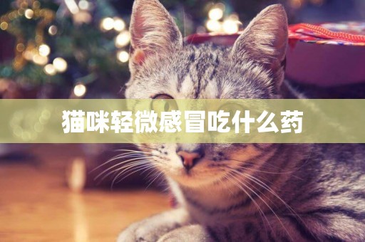 貓咪輕微感冒吃什么藥