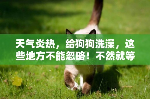 天氣炎熱，給狗狗洗澡，這些地方不能忽略！不然就等于白洗了！