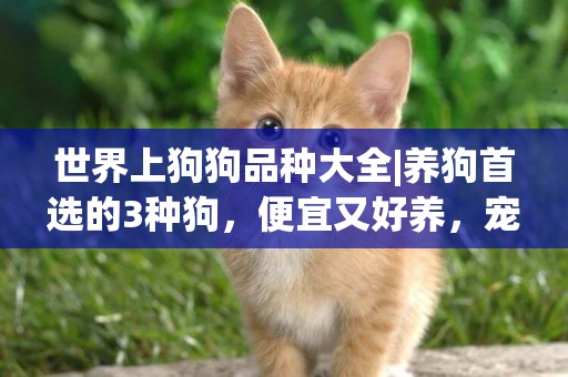 世界上狗狗品種大全|養狗首選的3種狗，便宜又好養，寵物店不會告訴你 