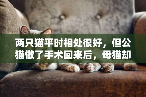 兩只貓平時相處很好，但公貓做了手術回來后，母貓卻對它很厭惡！