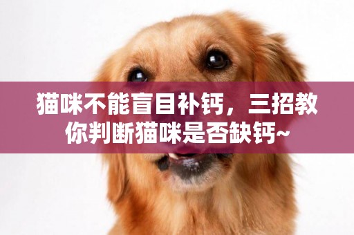 貓咪不能盲目補鈣，三招教你判斷貓咪是否缺鈣~